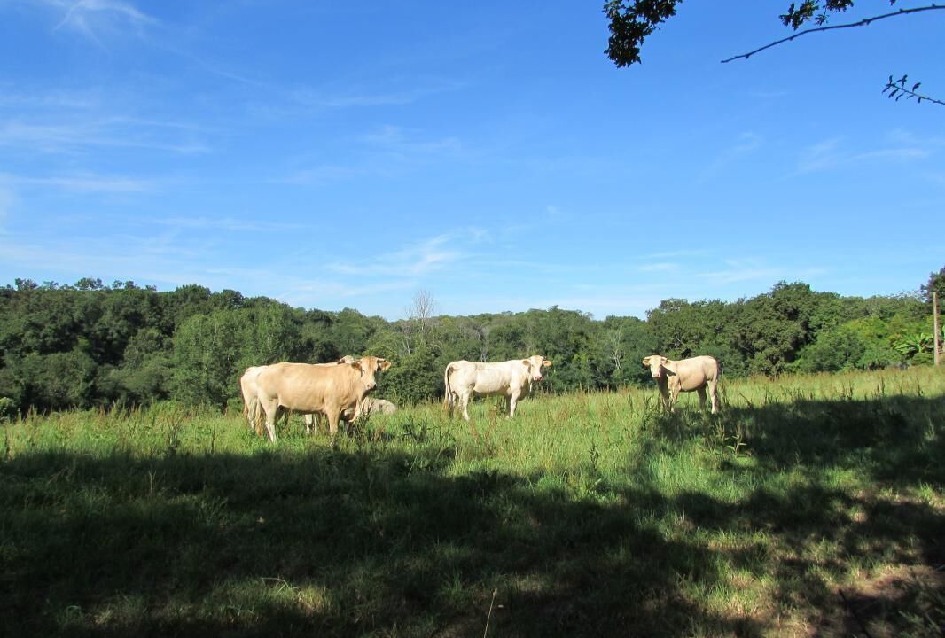 Photo of Outdoor in Sorde-lAbbaye
