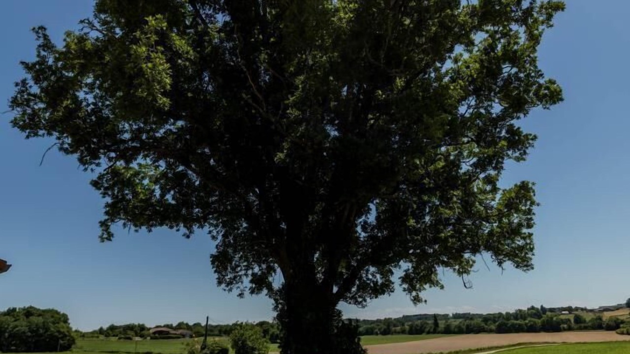 Photo of Outdoor in Fargues