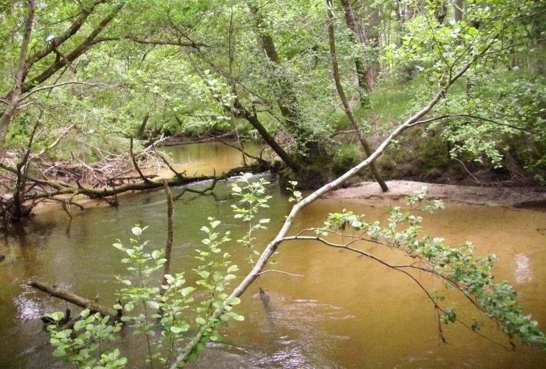 Photo of Others in Argelouse