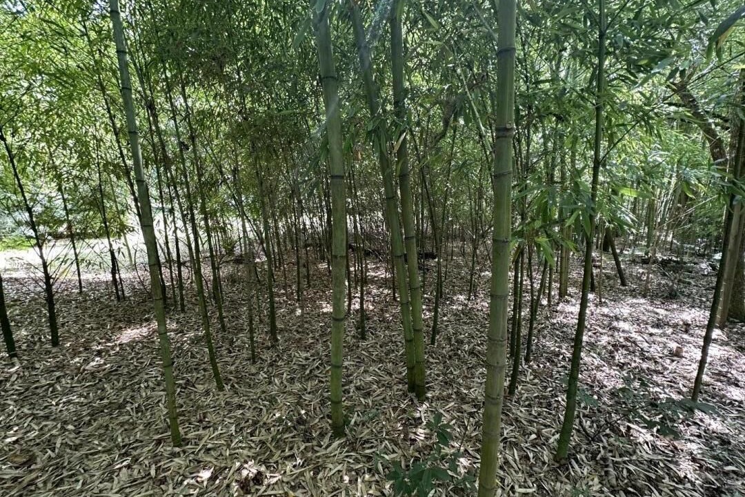 Photo of Outdoor in Sabres