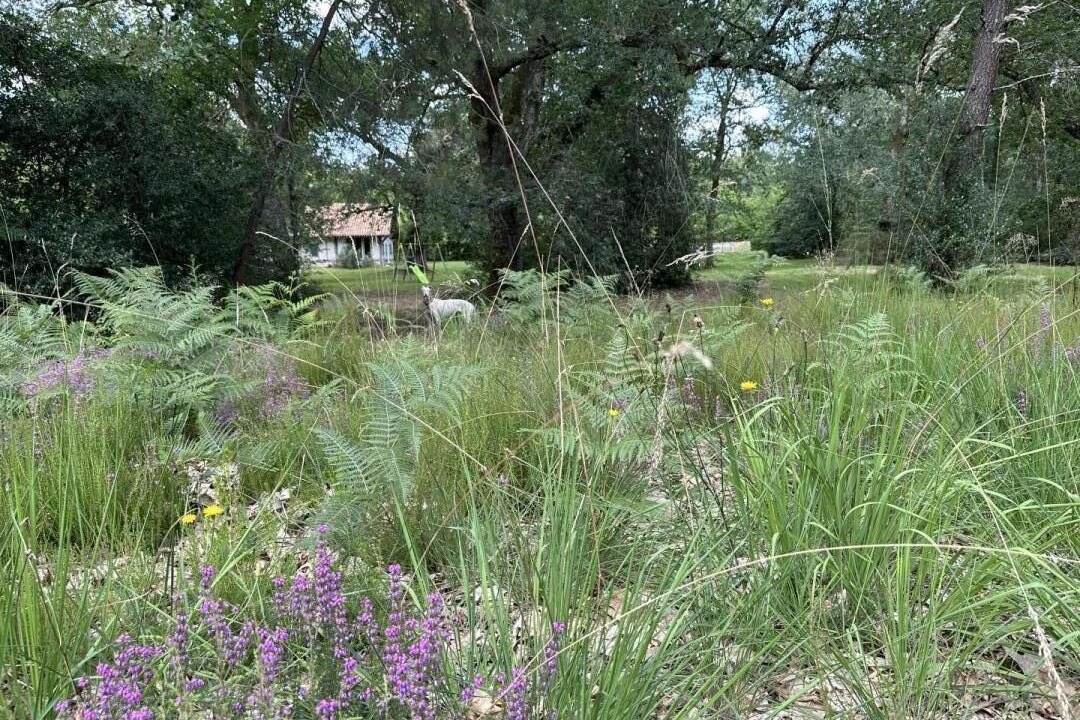 Photo of Outdoor in Sabres