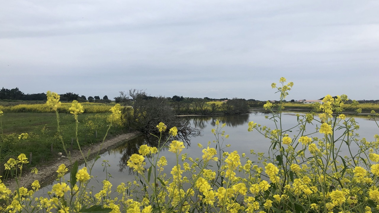 Photo of Outdoor in Loix