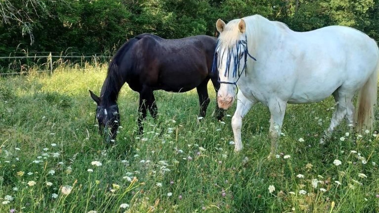 Photo of Outdoor in Lussac