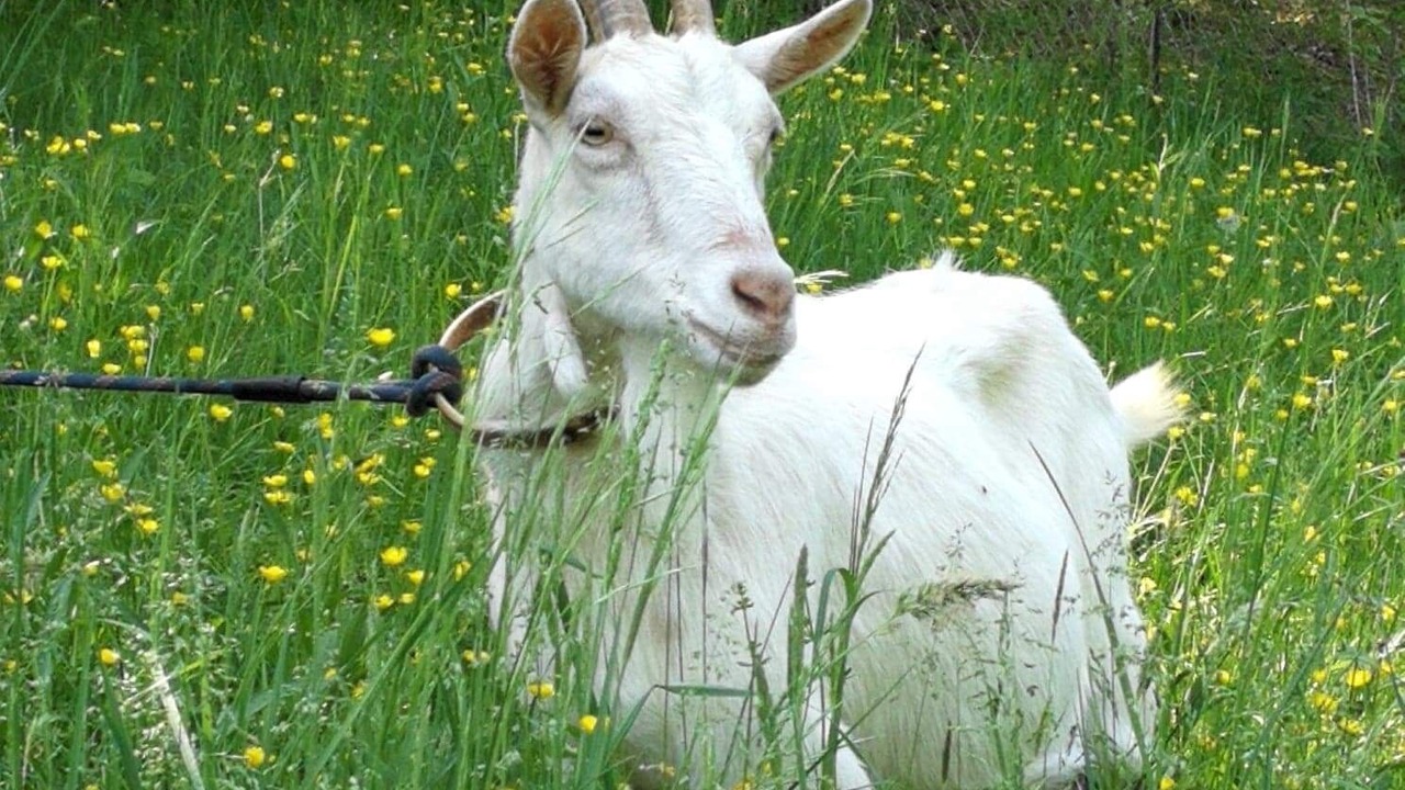 Photo of Others in Savignac-de-Miremont