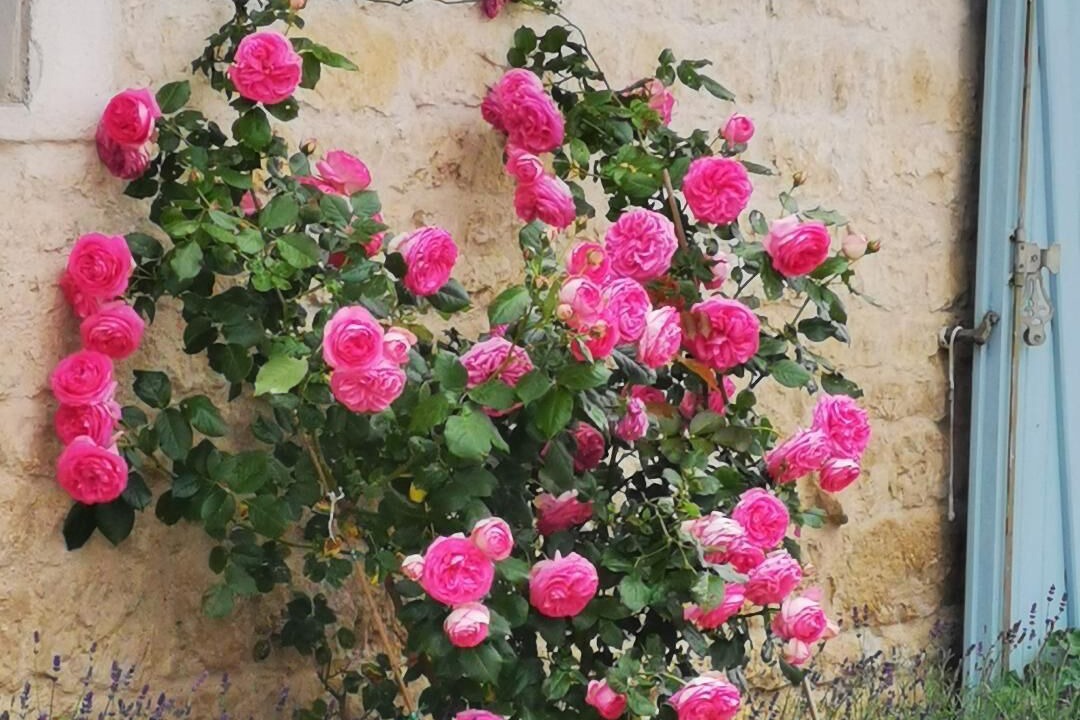 Photo of Outdoor in Les Alleuds