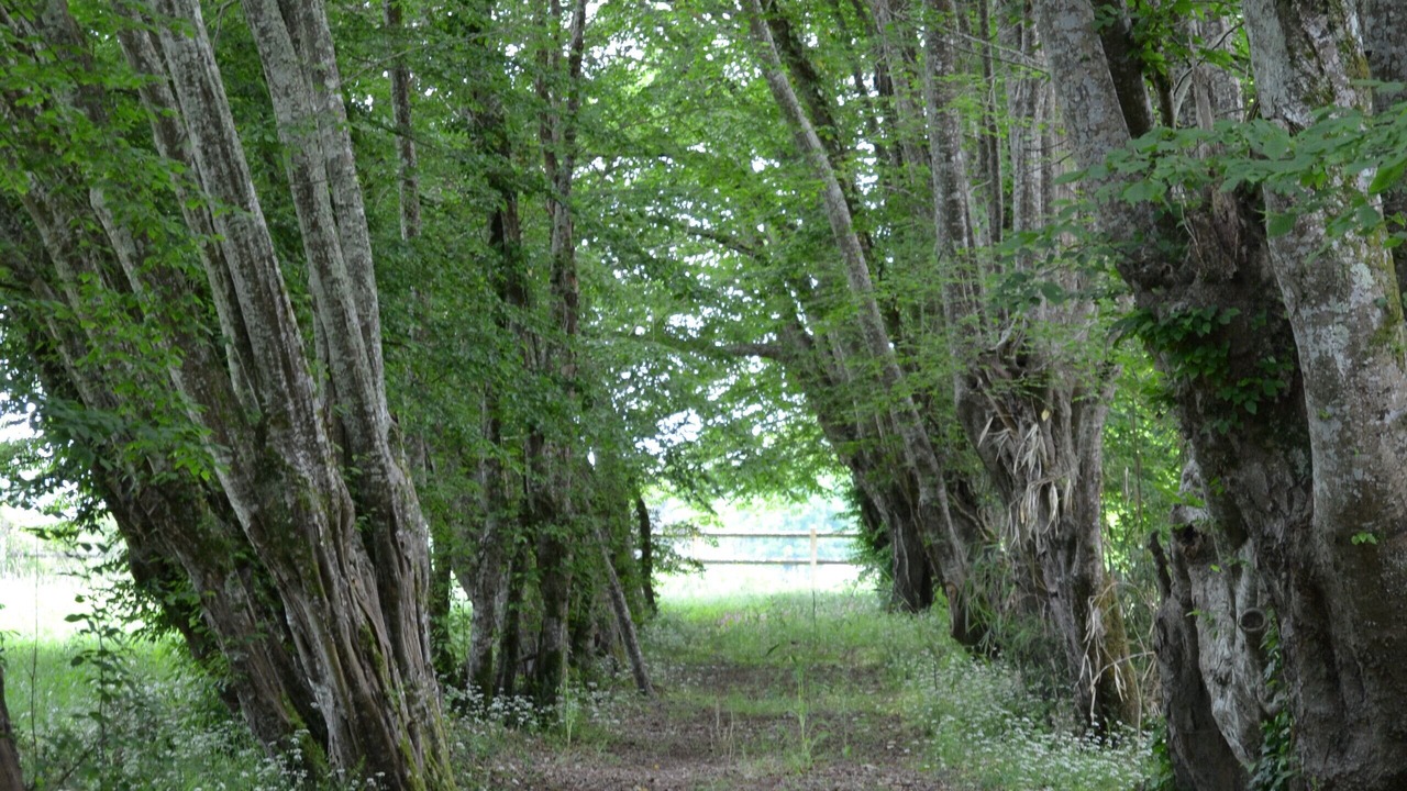 Photo of Outdoor in Saint-Justin