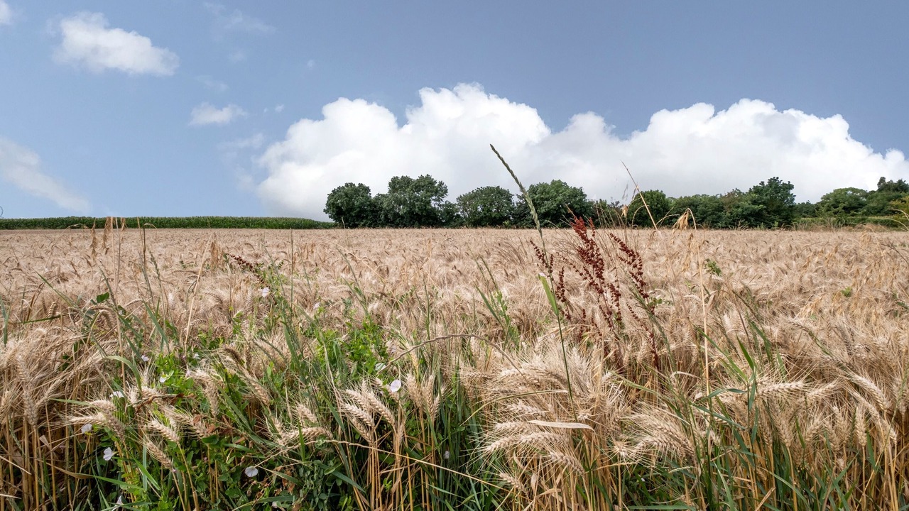 Photo of Others in Saint Nazaire sur Charente