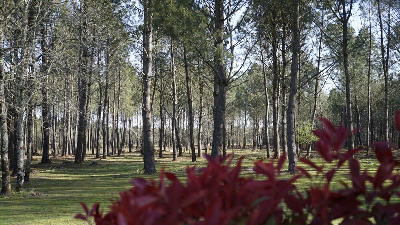 Photo of Outdoor in Brach