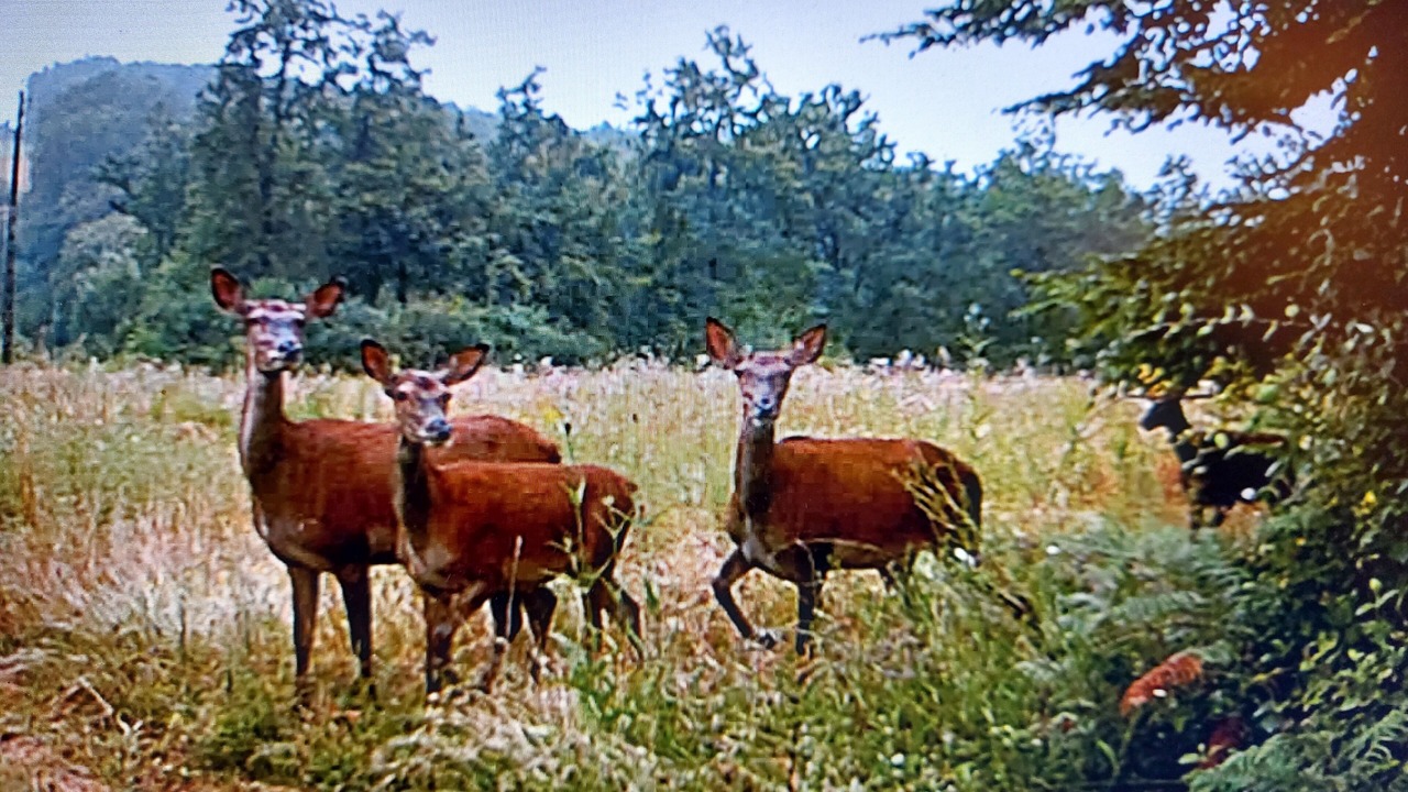 Photo of Outdoor in Bayac