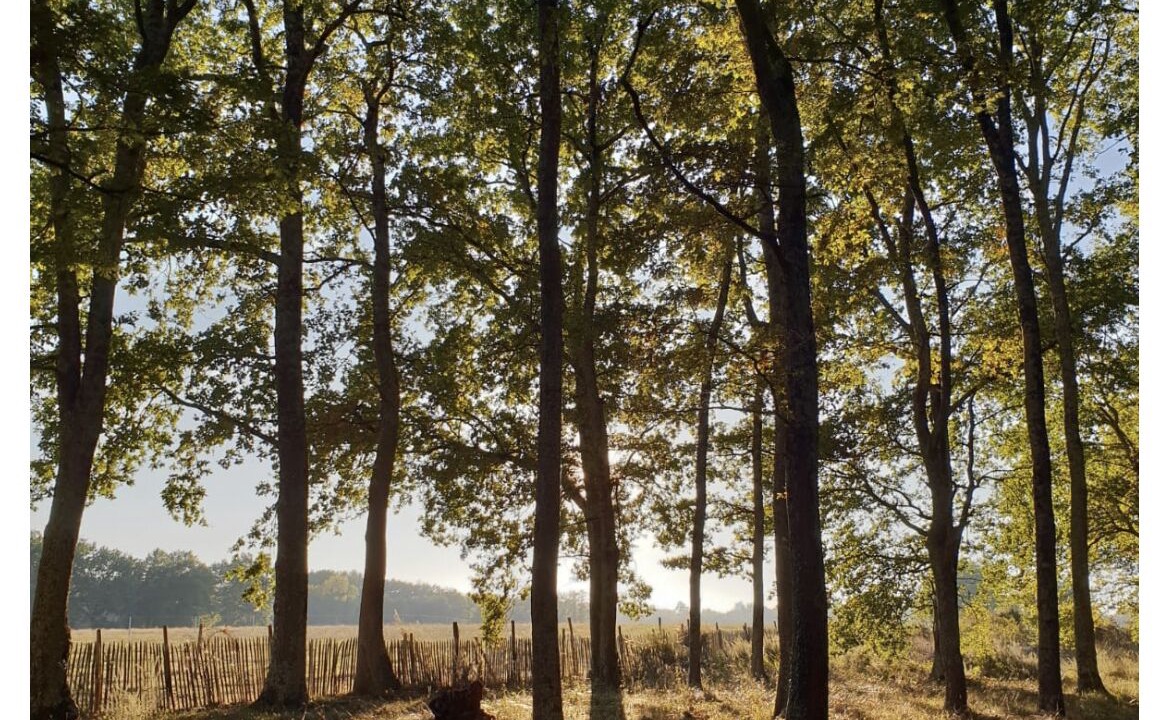 Photo of Outdoor in Saint-Yzan-de-Soudiac