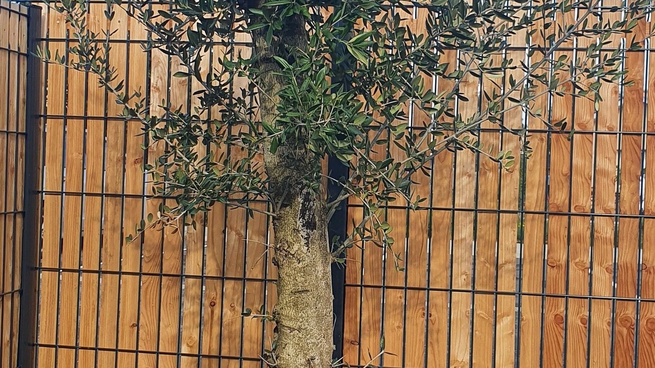 Photo of Outdoor in Hourtin
