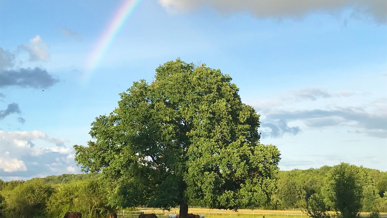 Photo of Outdoor in Les Salles-De-Castillon