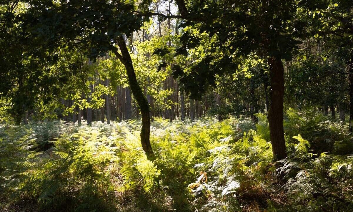 Photo of Outdoor in Vielle-Saint-Girons