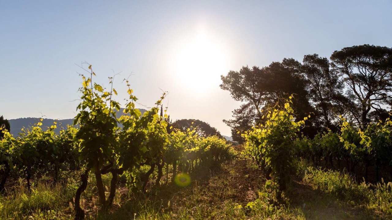 Photo of Outdoor in Le Pradet