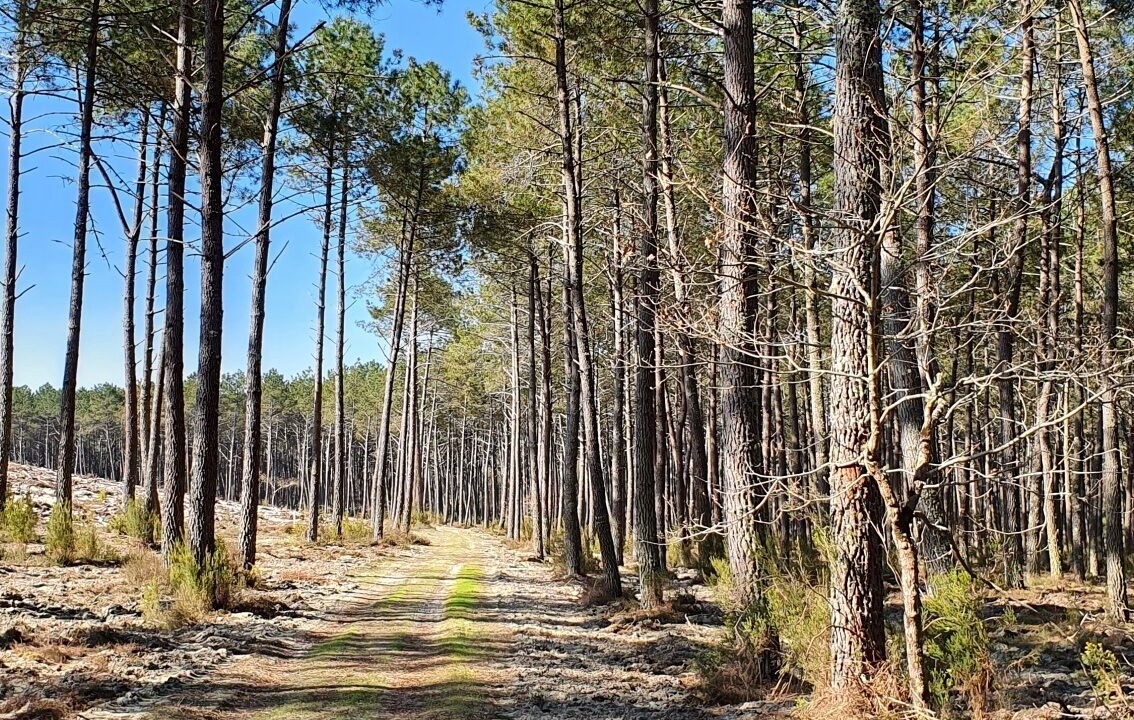 Photo of Outdoor in Bias