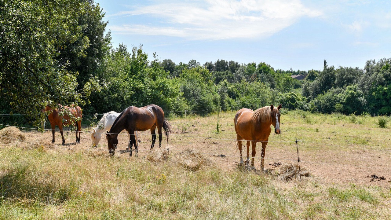 Photo of Outdoor in Saint-Savinien
