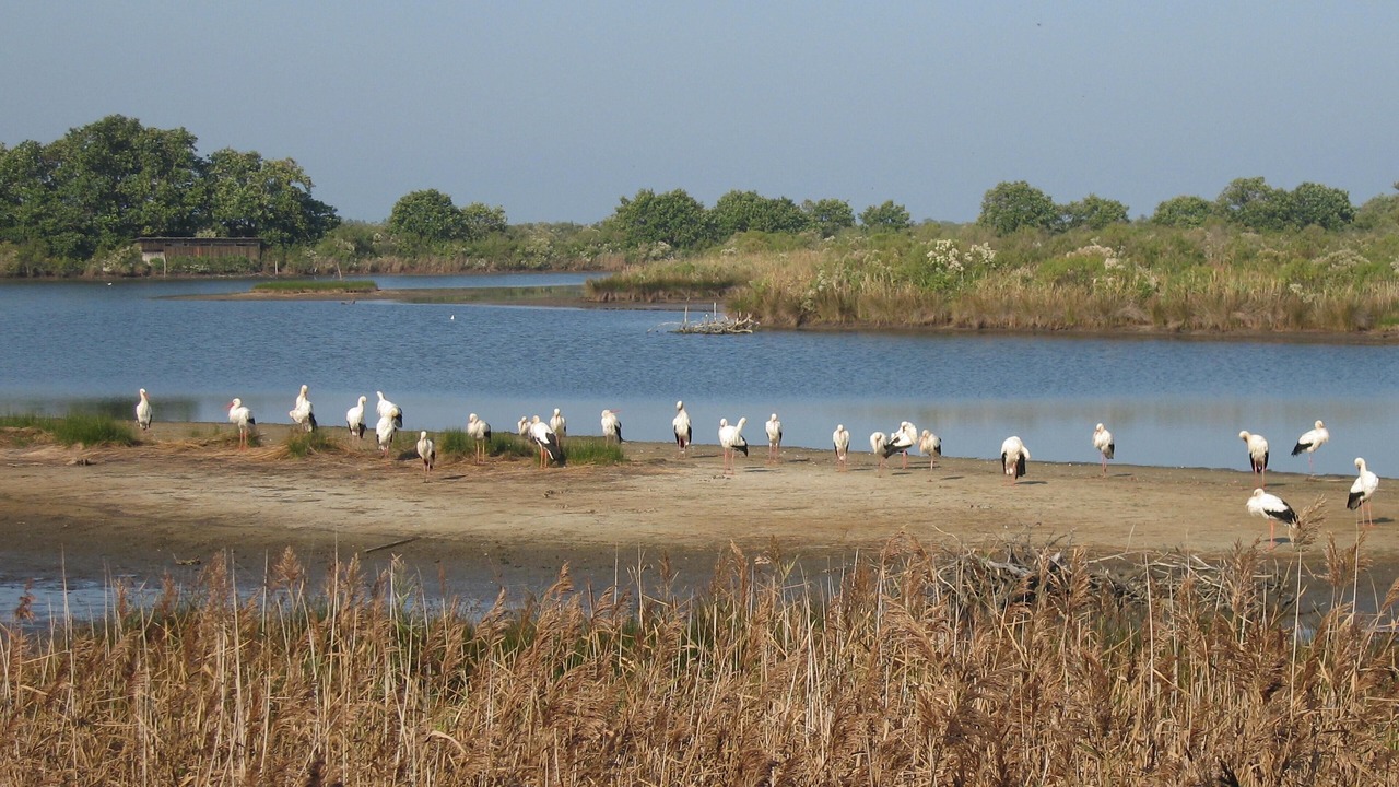 Photo of Others in Pyla-sur-Mer