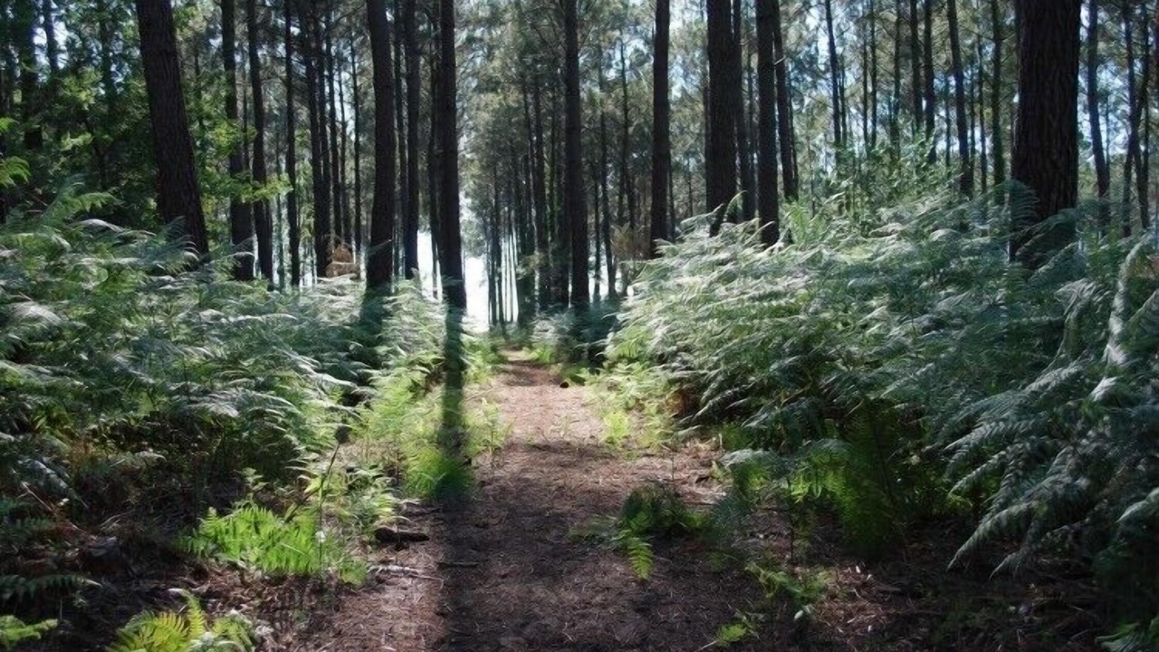 Photo of Outdoor in Parentis-en-Born