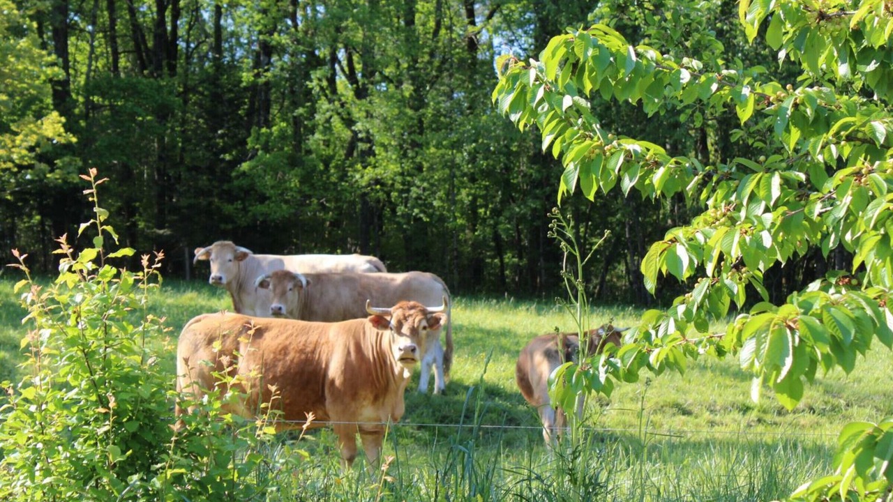 Photo of Outdoor in Saint-Front-la-Riviere