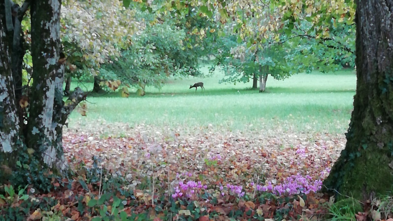 Photo of Outdoor in Mialet