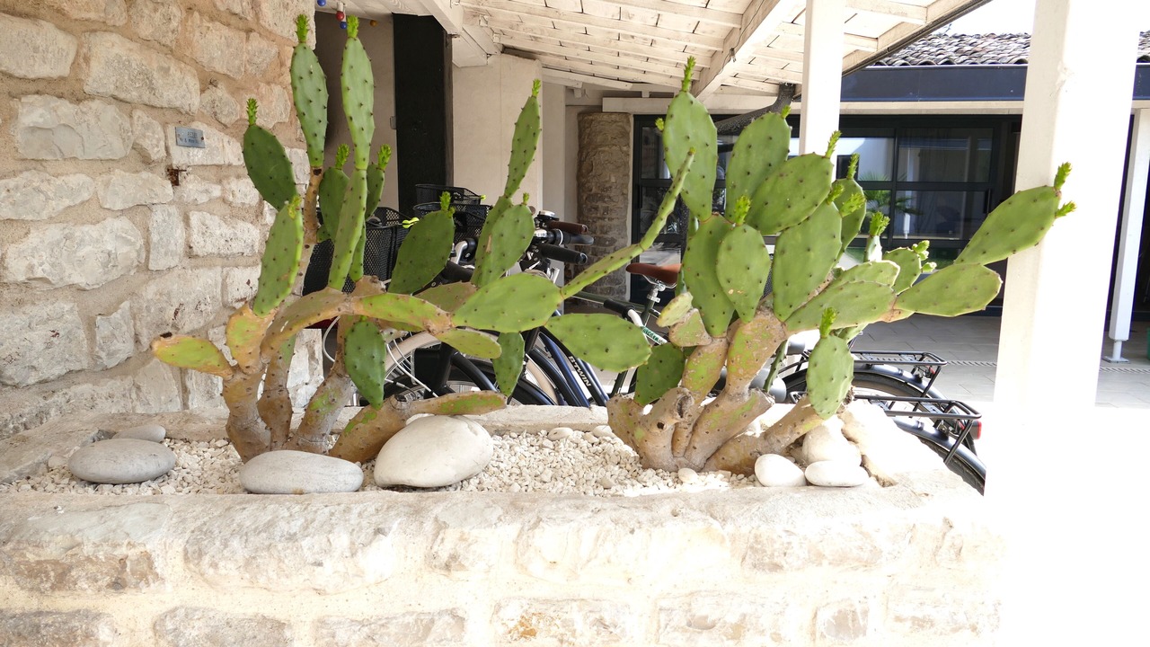 Photo of Outdoor in Saint-Denis-d'Oleron