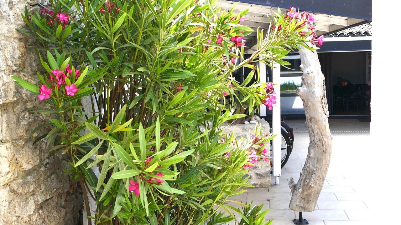 Photo of Outdoor in Saint-Denis-d'Oleron