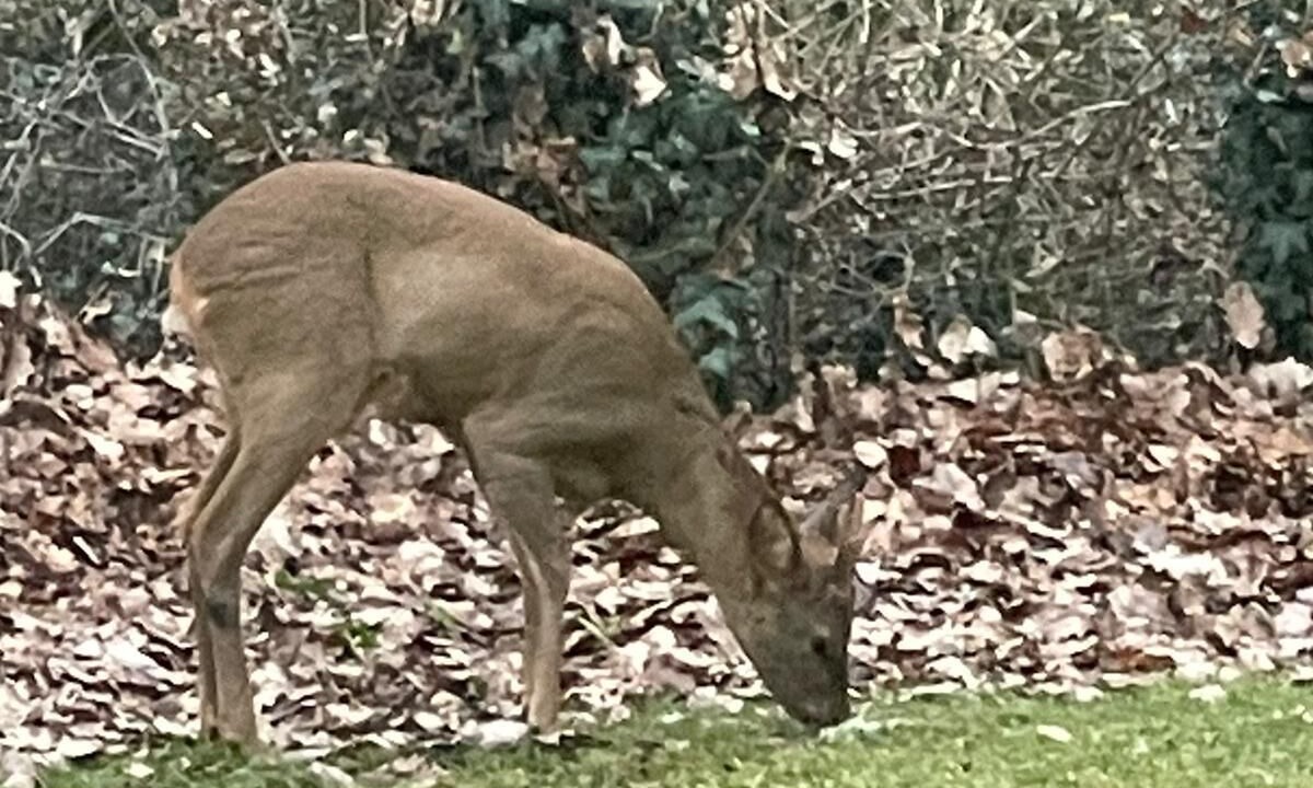 Photo of Outdoor in Le Bugue