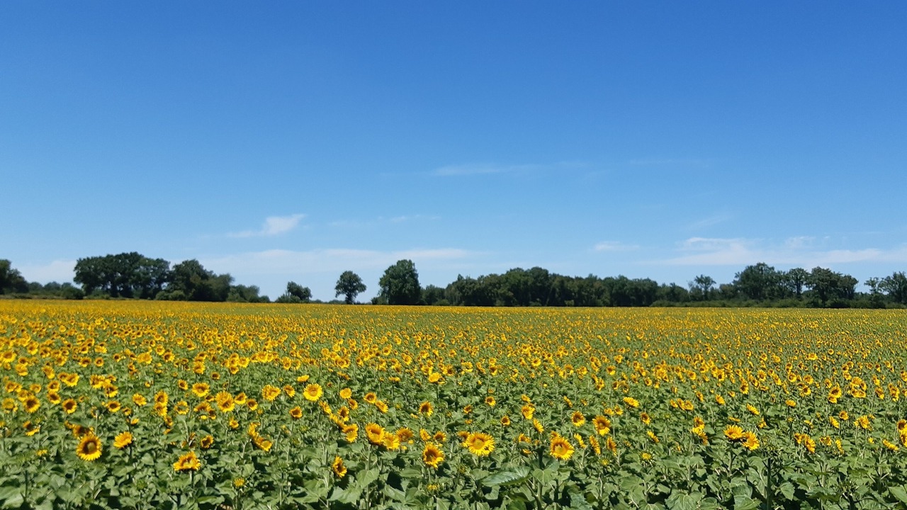 Photo of Outdoor in Charente Limousine