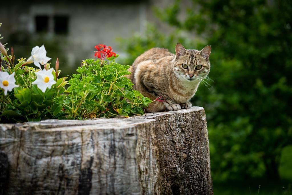 Photo of Outdoor in Rancogne