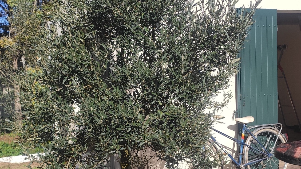 Photo of Outdoor in Domino