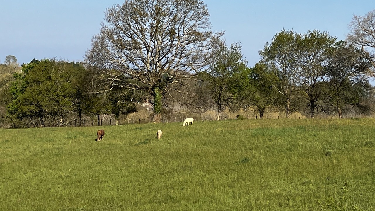 Photo of Others in Arcangues