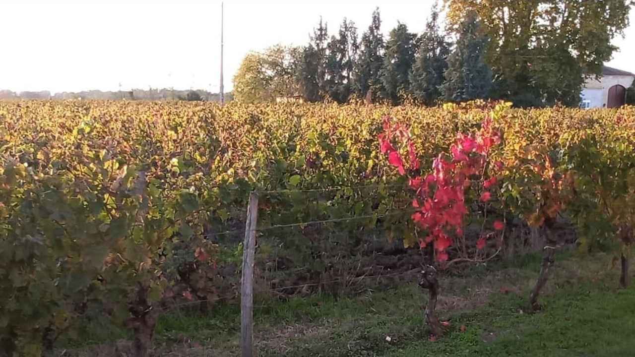 Photo of Outdoor in Saint-Magne-de-Castillon