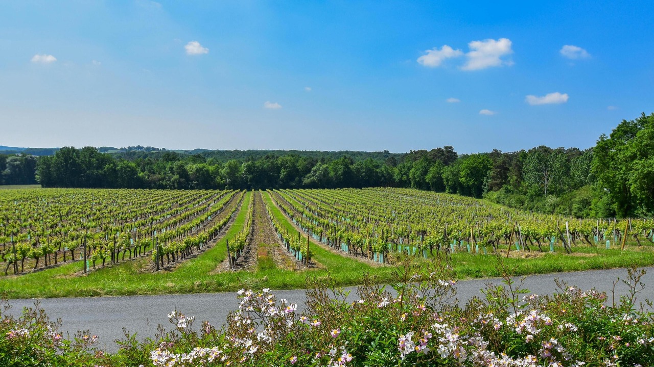Photo of Others in Monbazillac