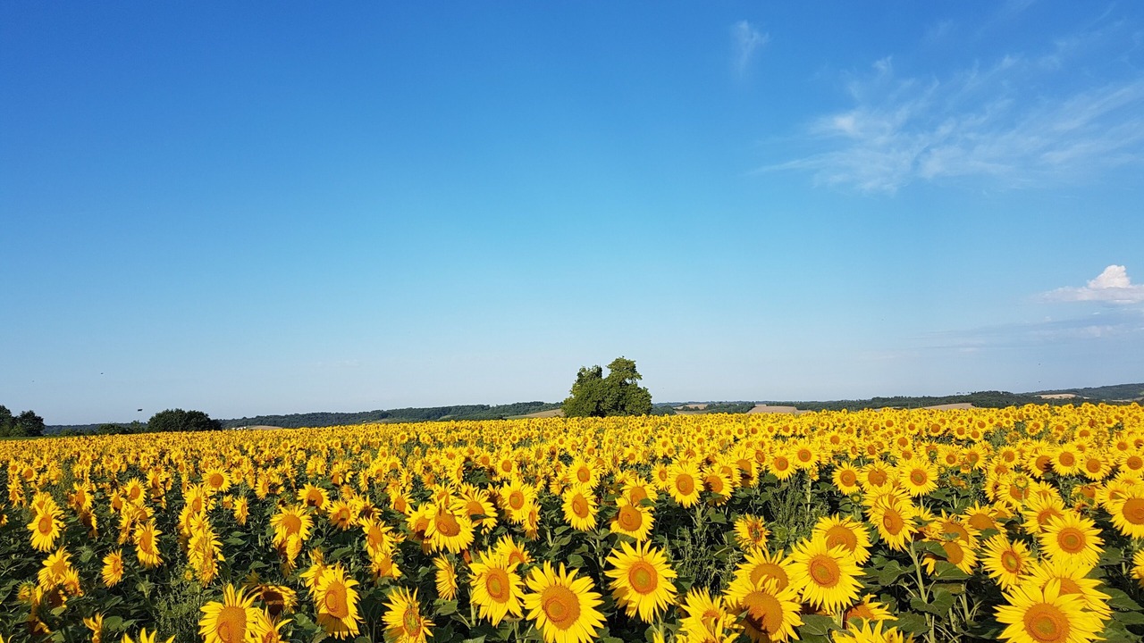 Photo of Outdoor in Montboyer