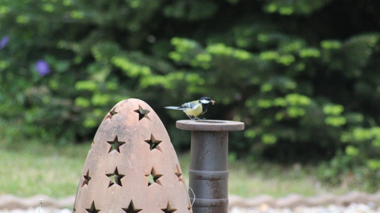 Photo of Outdoor in Cercoux