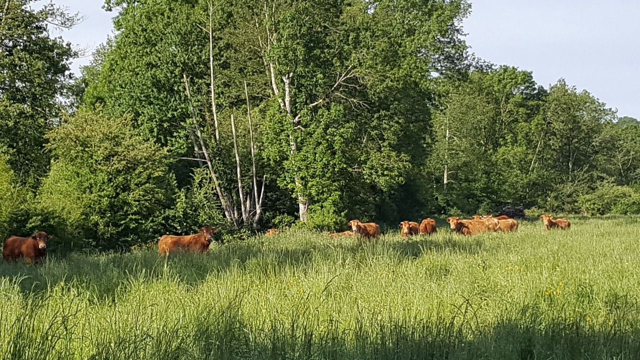 Photo of Outdoor in Riberac