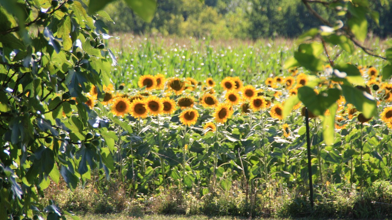 Photo of Outdoor in Verteillac