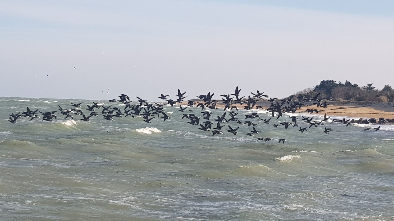 Photo of Others in Saint-Denis-d'Oleron