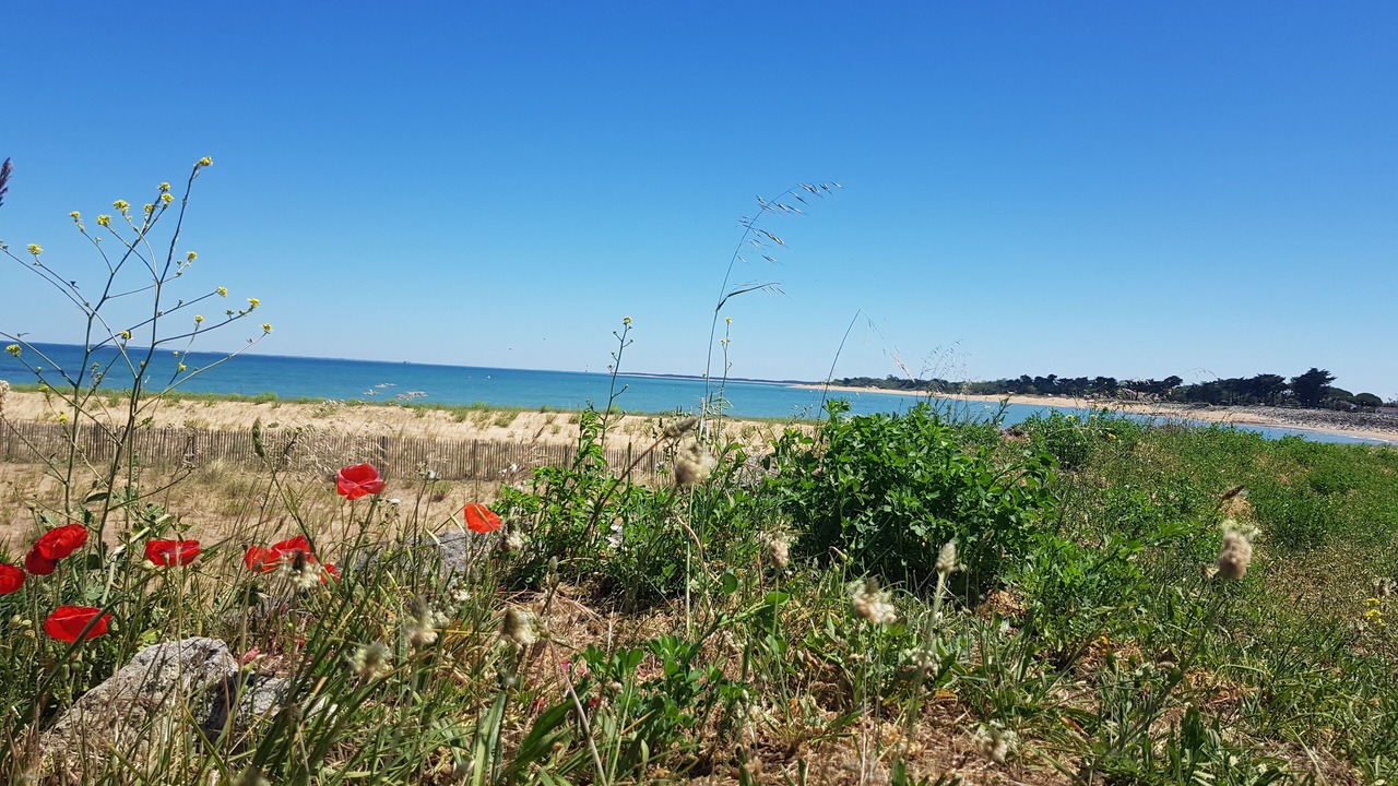 Photo of Others in Saint-Denis-d'Oleron