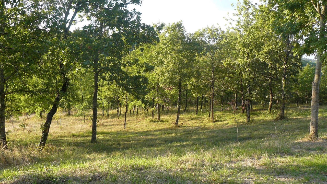 Photo of Outdoor in Thezac