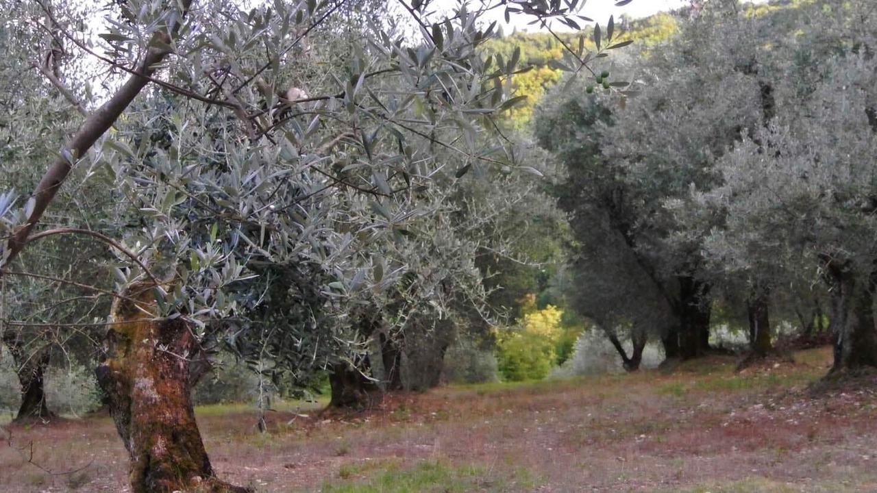 Photo of Outdoor in Bagno a Ripoli