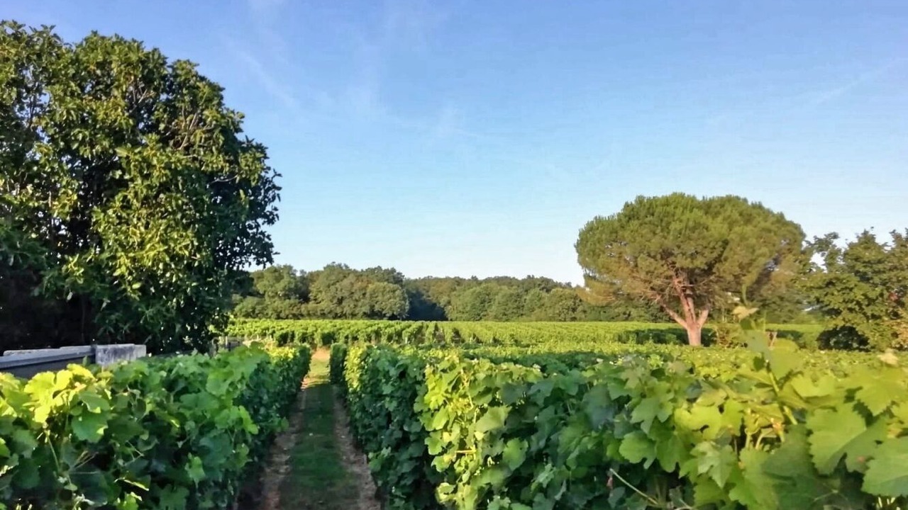 Photo of Outdoor in Lussac
