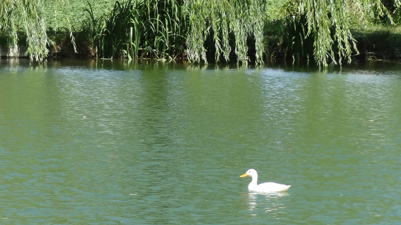 Photo of Outdoor in Penne-d'Agenais