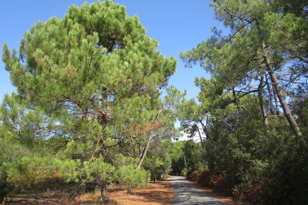Photo of Outdoor in Le Bois-Plage-en-Re