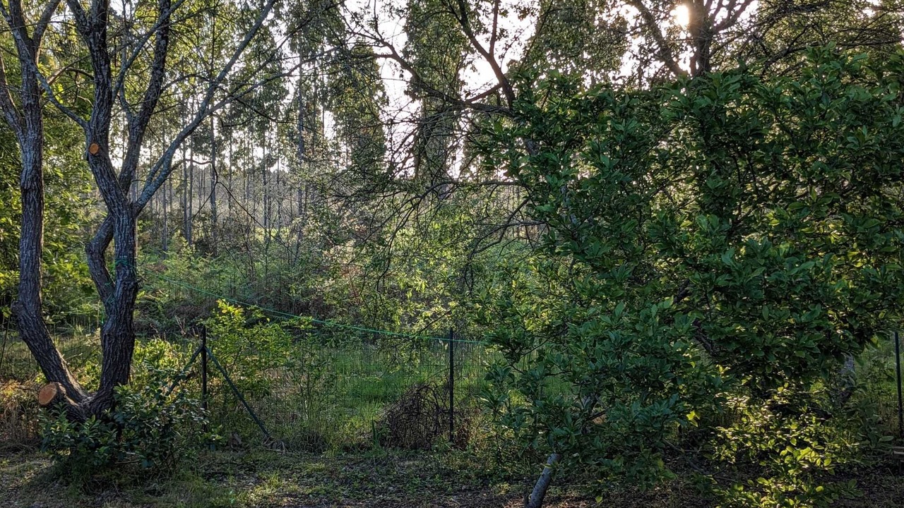 Photo of Outdoor in Saint-Paul-en-Born