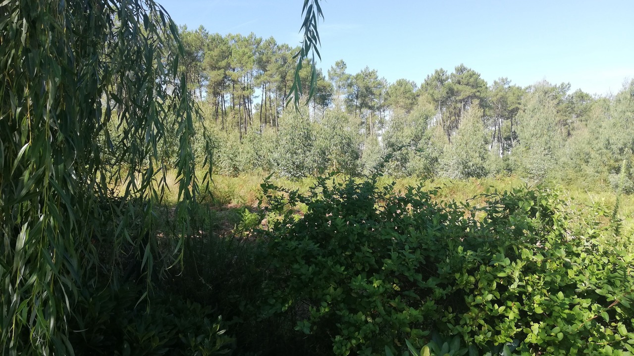 Photo of Outdoor in Saint-Paul-en-Born