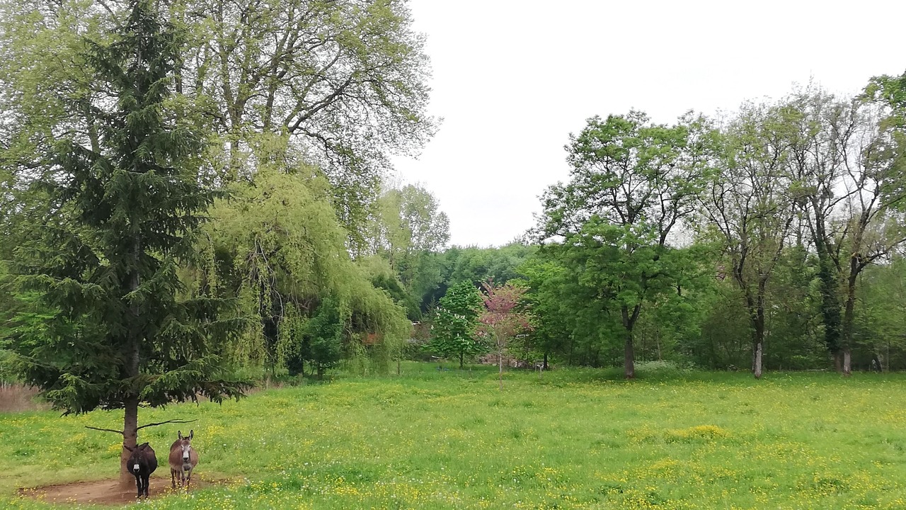 Photo of Outdoor in Montbron