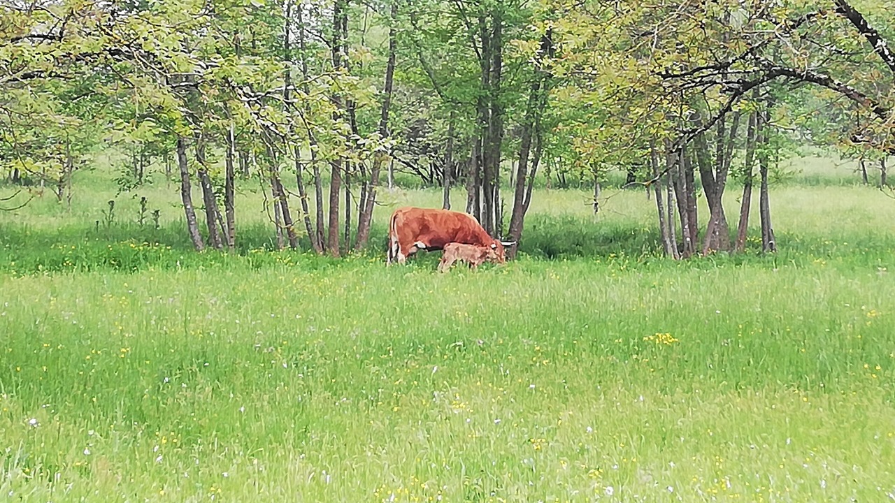 Photo of Outdoor in Montbron