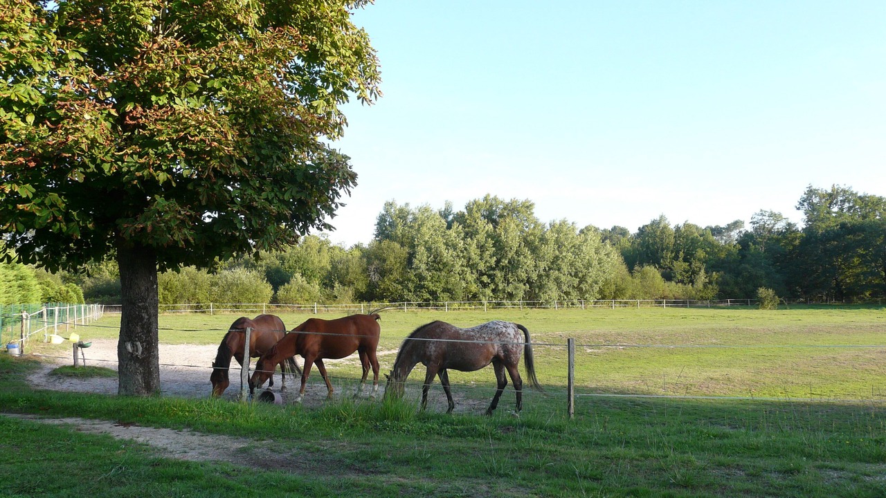 Photo of Outdoor in Cestas