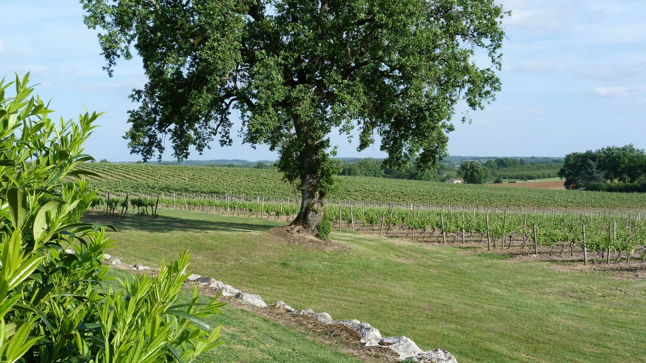 Photo of Others in Villeneuve-de-Duras
